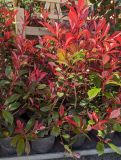 PHOTINIA