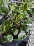 PILEA