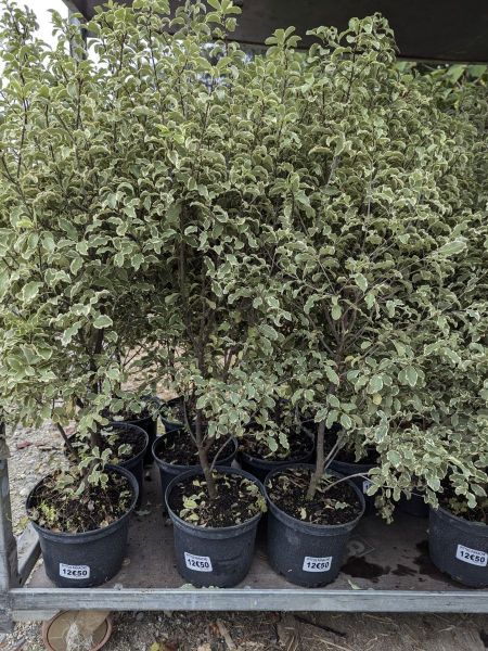 PITTOSPORUM-PANACHE PITTOSPORUM-PANACHE