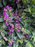 POLYGALA