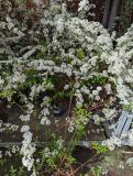 SPIREA-ARGUTA