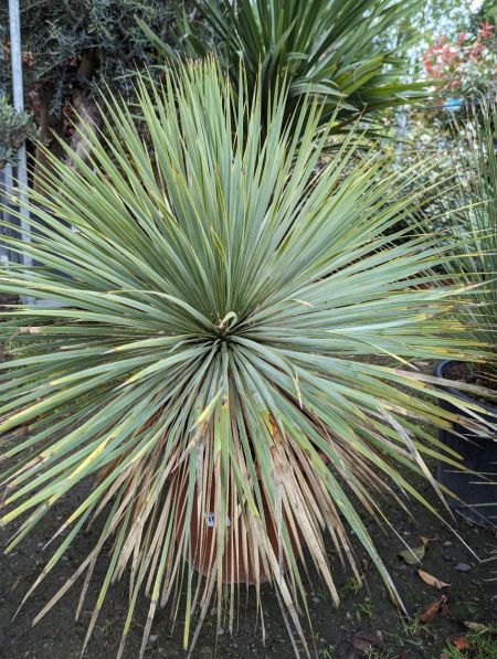 YUCCA-ROSTRATA-1