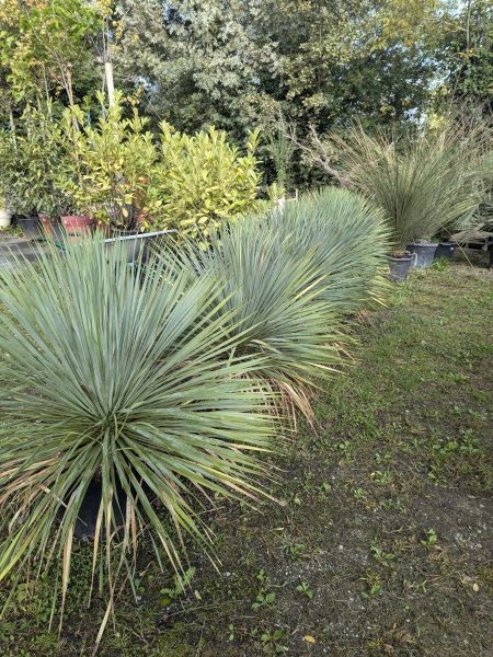 YUCCA-ROSTRATA