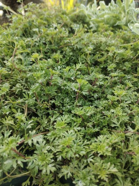 Verveine Mousse Verveine Mousse