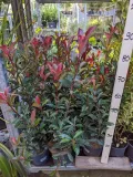 2_PHOTINIA-CARRE-ROUGE