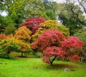 ACER-DIVERS-PALMATUM