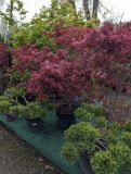 ACER-PALMATUM-1