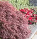 ACER-PALMATUM-DISSECTEUM-FIRECRACKER-1