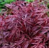 ACER-PALMATUM-DISSECTEUM-FIRECRACKER