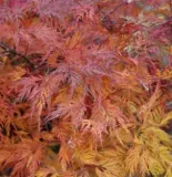 ACER-PALMATUM-DISSECTUM-EMERALD-LACE-3