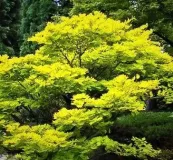 ACER-PALMATUM-SUMMER-GOLD-1