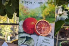 AGRUMES-CITRON-MEYER-SANGUIN