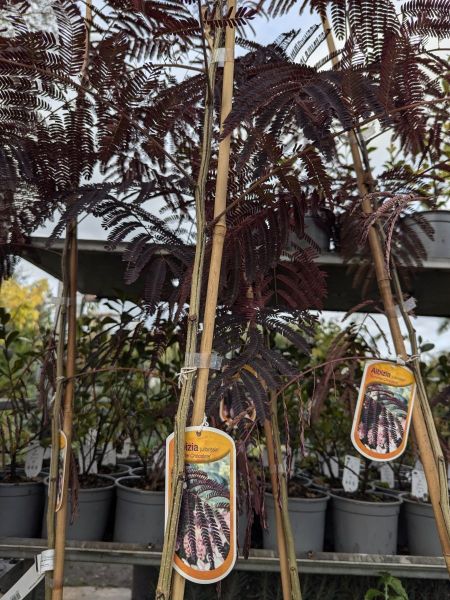 ALBIZIA-CHOCOLAT-3