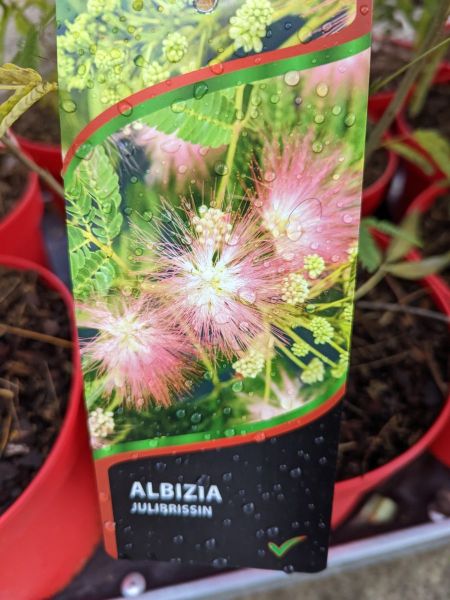 ALBIZIA-JUL.-OMBRELLA-14