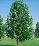 ALNUS-CORDATA-Aulne-de-corse-