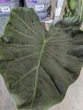 ALOCASIA-BLACK-SHIELD-1