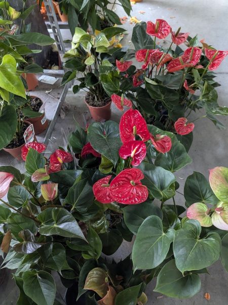 ANTHURIUM-MIX