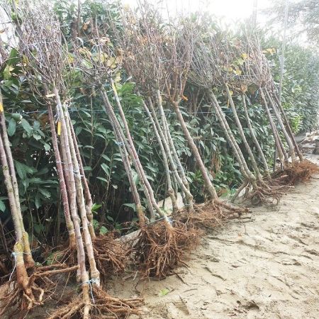 ARBRES-A-RACINES-NUES-1 ARBRES-A-RACINES-NUES-1