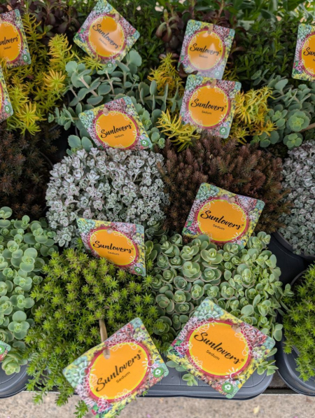 ARRIVAGE-MASSIF-SEDUM-COUVRESOL-DIVERS-ASSORTIMENT-SEDUM-3 ARRIVAGE-MASSIF-SEDUM-COUVRESOL-DIVERS-ASSORTIMENT-SEDUM-3