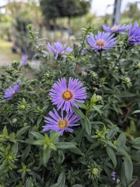 ASTER-WOOD PURPLE