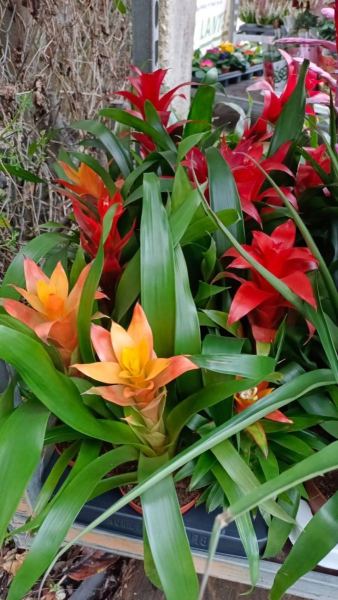 BROMELIA-2