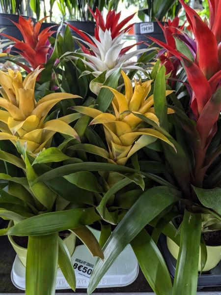 BROMELIA-XL-DANS-POT-TERRACOTA