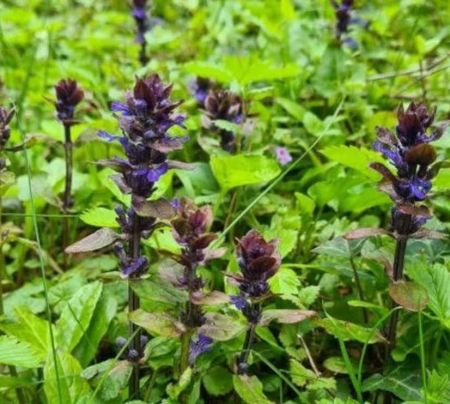 BUGLE-AJUGA-COUVRESOLS