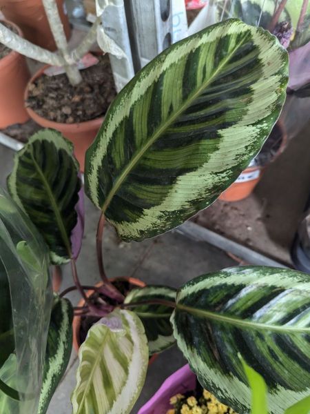 CALATHEA-1