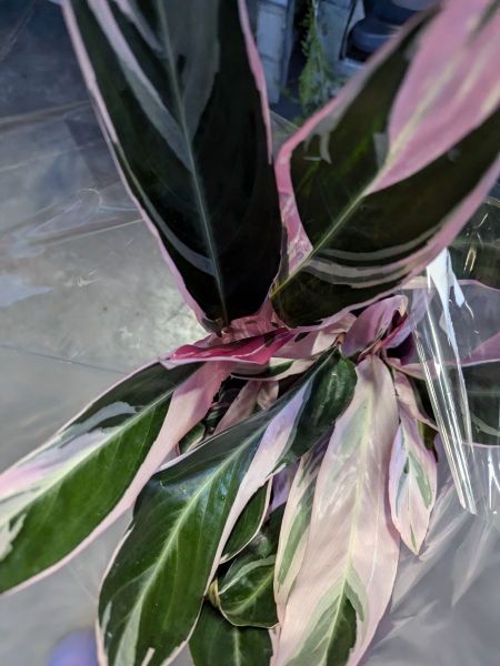 CALATHEA-3