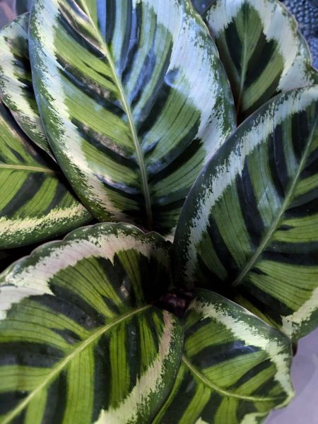 CALATHEA-5