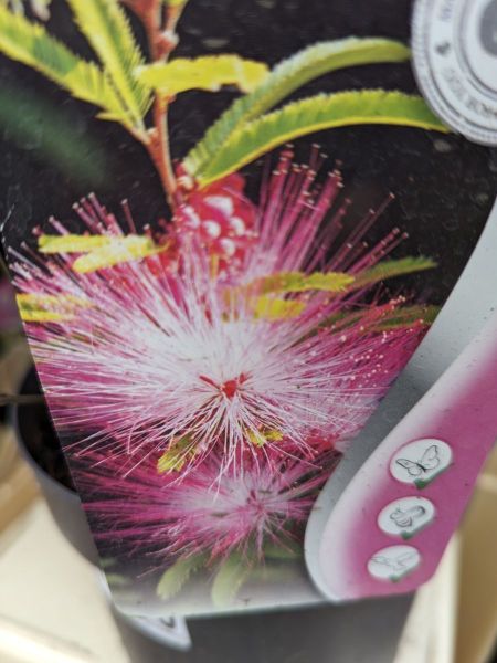 CALLIANDRA-DIXIE-PINK-ARBRE-A-HOUPETTES-1