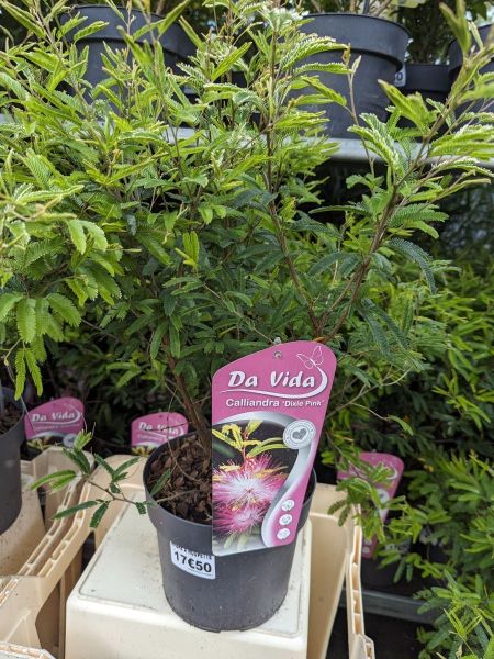 CALLIANDRA-DIXIE-PINK-ARBRE-A-HOUPETTES-2