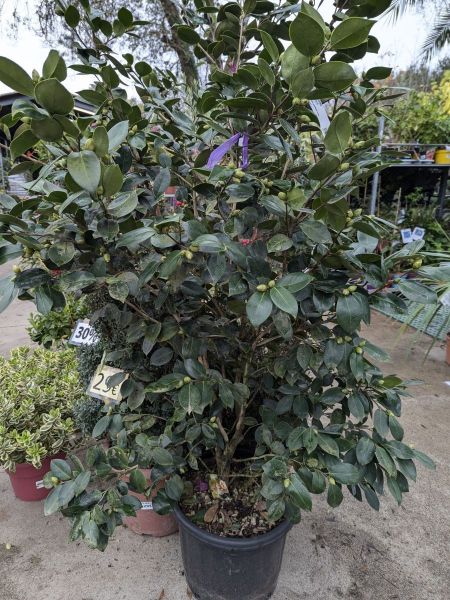 CAMELIAS CAMELIAS