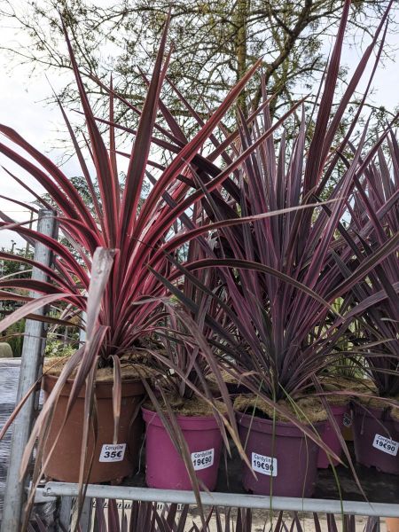 CORDYLINE-MIX-NOIRES