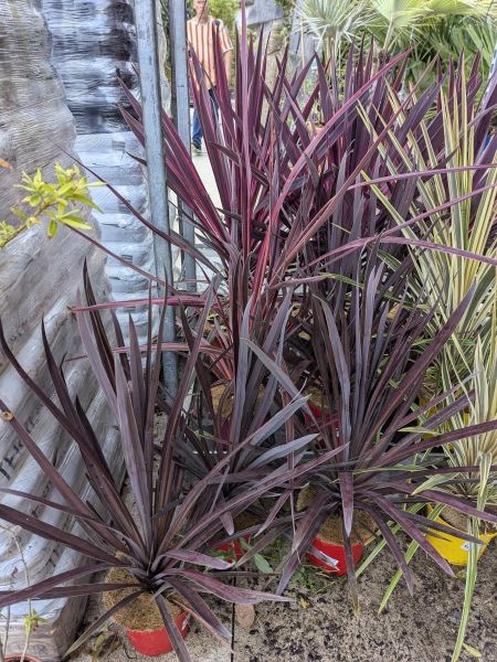 CORDYLINE-MIX-ROSE