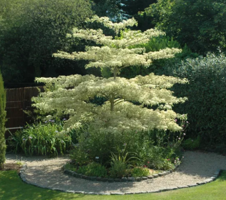 CORNUS-CONTROVERSA-VARIEGATA-2 CORNUS-CONTROVERSA-VARIEGATA-2