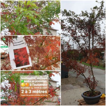 ERABLE-DU-JAPON-DISSECTUM-VIRIDIS