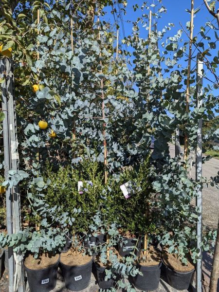 EUCALYPTUS-SILVER-DOLLAR EUCALYPTUS-SILVER-DOLLAR