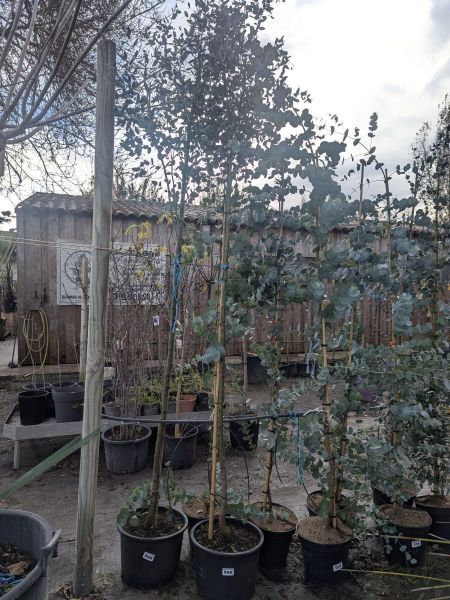 EUCALYPTUS-SUR-TIGE EUCALYPTUS-SUR-TIGE