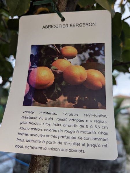 FRUITIER-ABRICOTIER-BERGERON-AUTO-FERTILE FRUITIER-ABRICOTIER-BERGERON-AUTO-FERTILE
