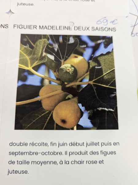 FRUITIER-FIGUIER FRUITIER-FIGUIER