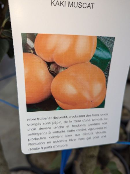 FRUITIER-KAKI-MUSCAT FRUITIER-KAKI-MUSCAT