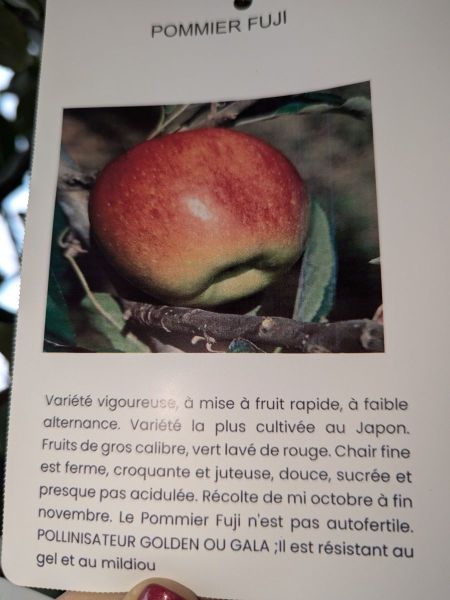 FRUITIER-POMMIER-FUJI FRUITIER-POMMIER-FUJI