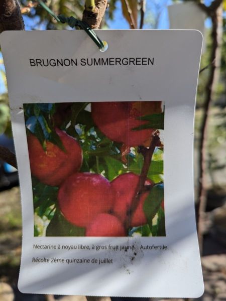FRUITIERS-4 FRUITIERS-4