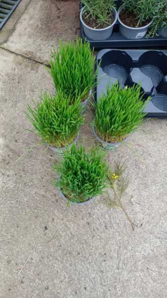 HERBE A CHAT HERBE A CHAT