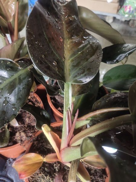 PHILODENDRON PHILODENDRON