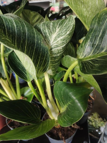 PHILODENDRON BIRKIN PHILODENDRON BIRKIN