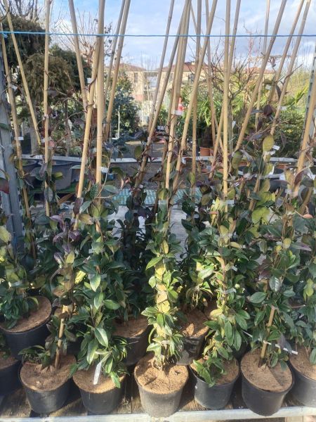 JASMIN ETOILE JASMIN ETOILE