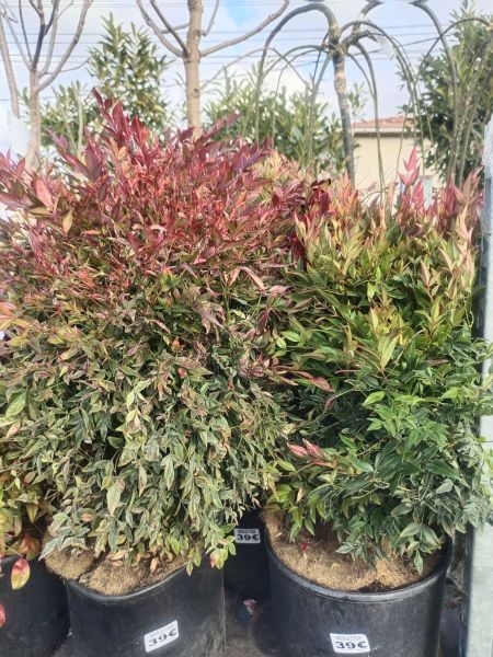 NANDINA GULF STREAM NANDINA GULF STREAM
