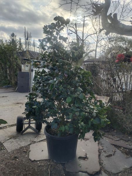 CAMELIA XXL GRANDE TAILLE CAMELIA XXL GRANDE TAILLE